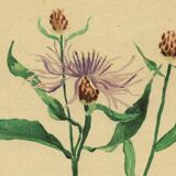 Botany - Old illustration from 1948 by H.Strache - Centaury watercolor