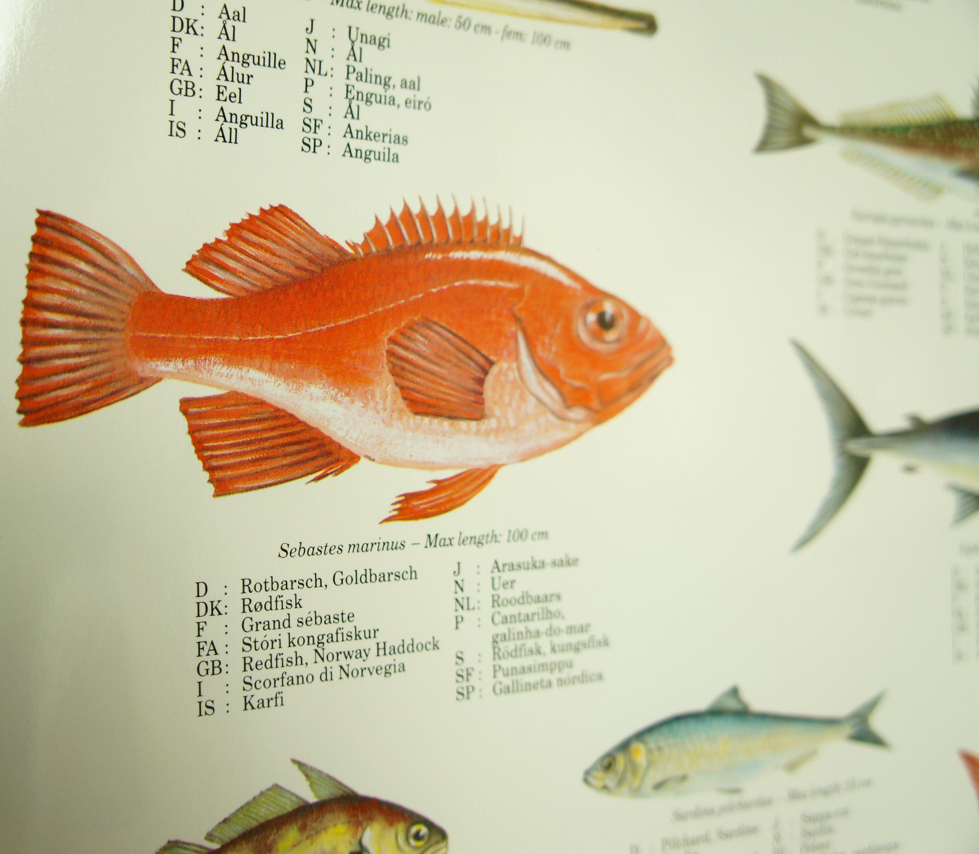 Scandinavian Fishing Year Book educational poster