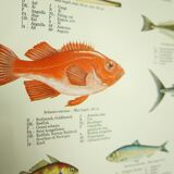 Scandinavian Fishing Year Book educational poster