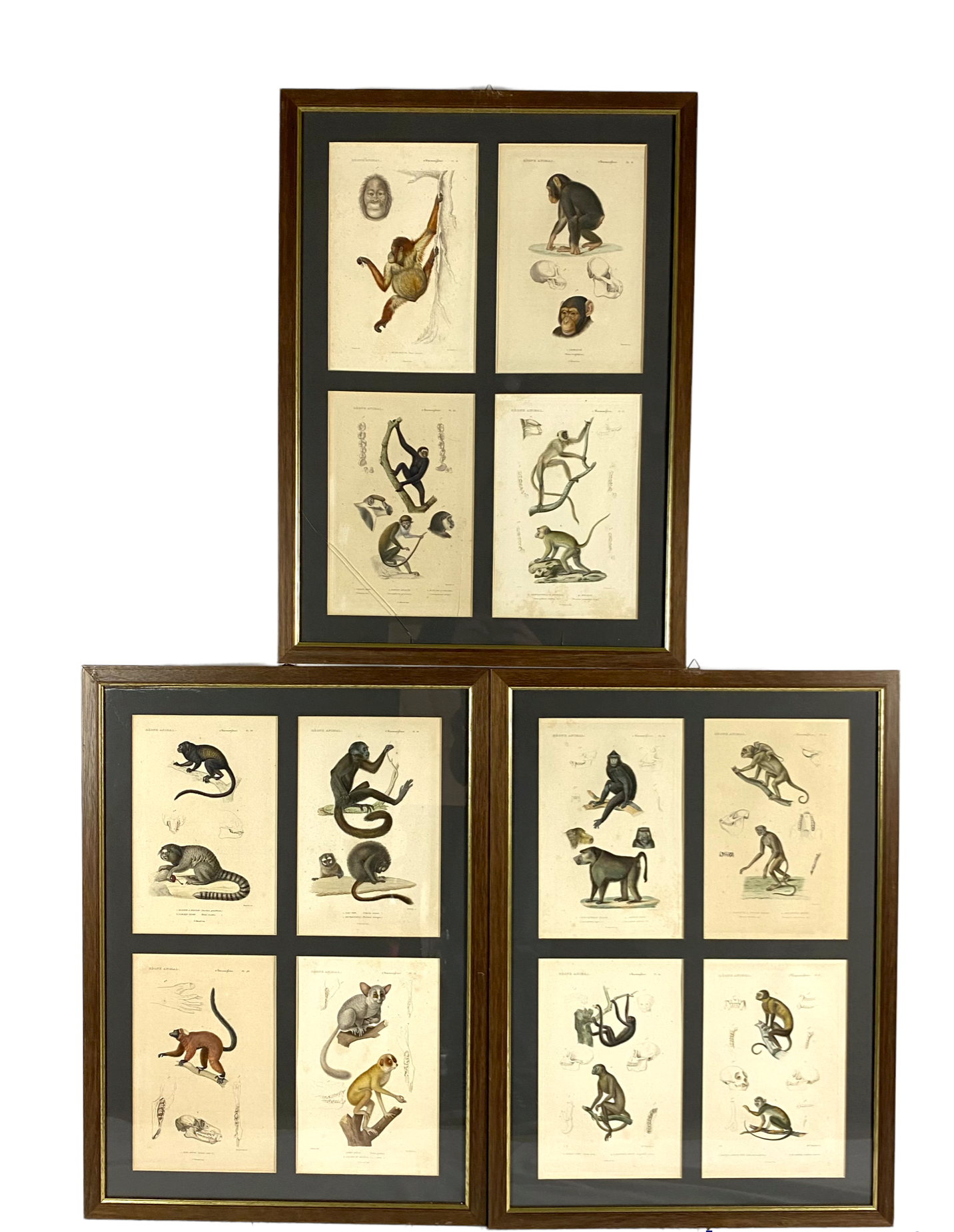Set of 3 framed panels with 12 engravings from "Le Règne Animal" Georges