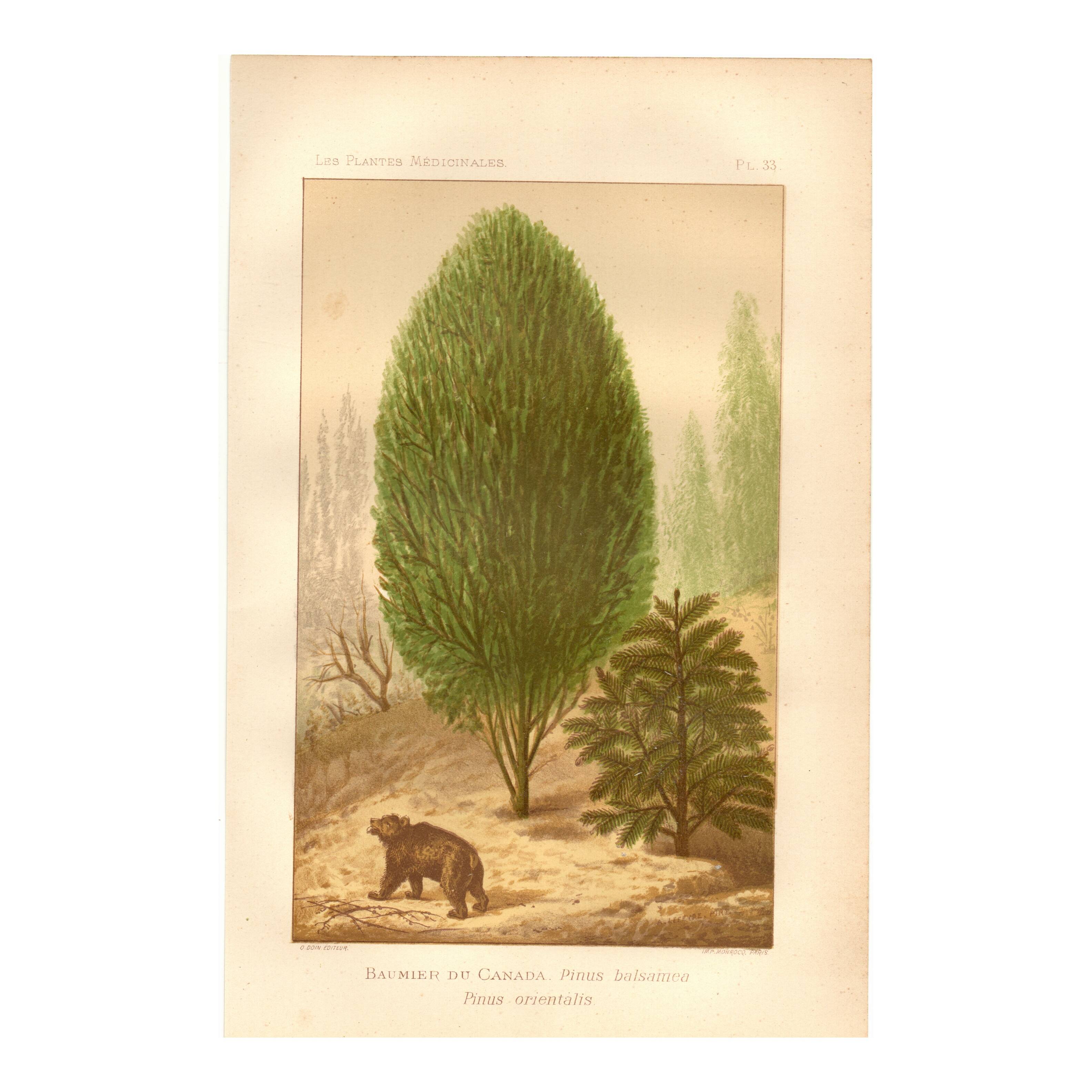 Botanical engraving from 1889 - Baume and bear by A. Lefevre. Nature plate.