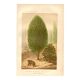 Botanical engraving from 1889 - Baume and bear by A. Lefevre. Nature plate.