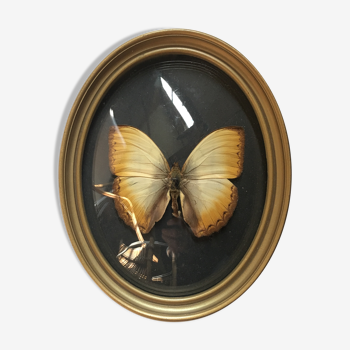 Butterfly under curved frame