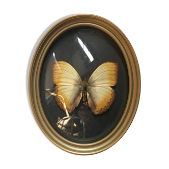 Butterfly under curved frame