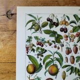 Original lithograph on fruits