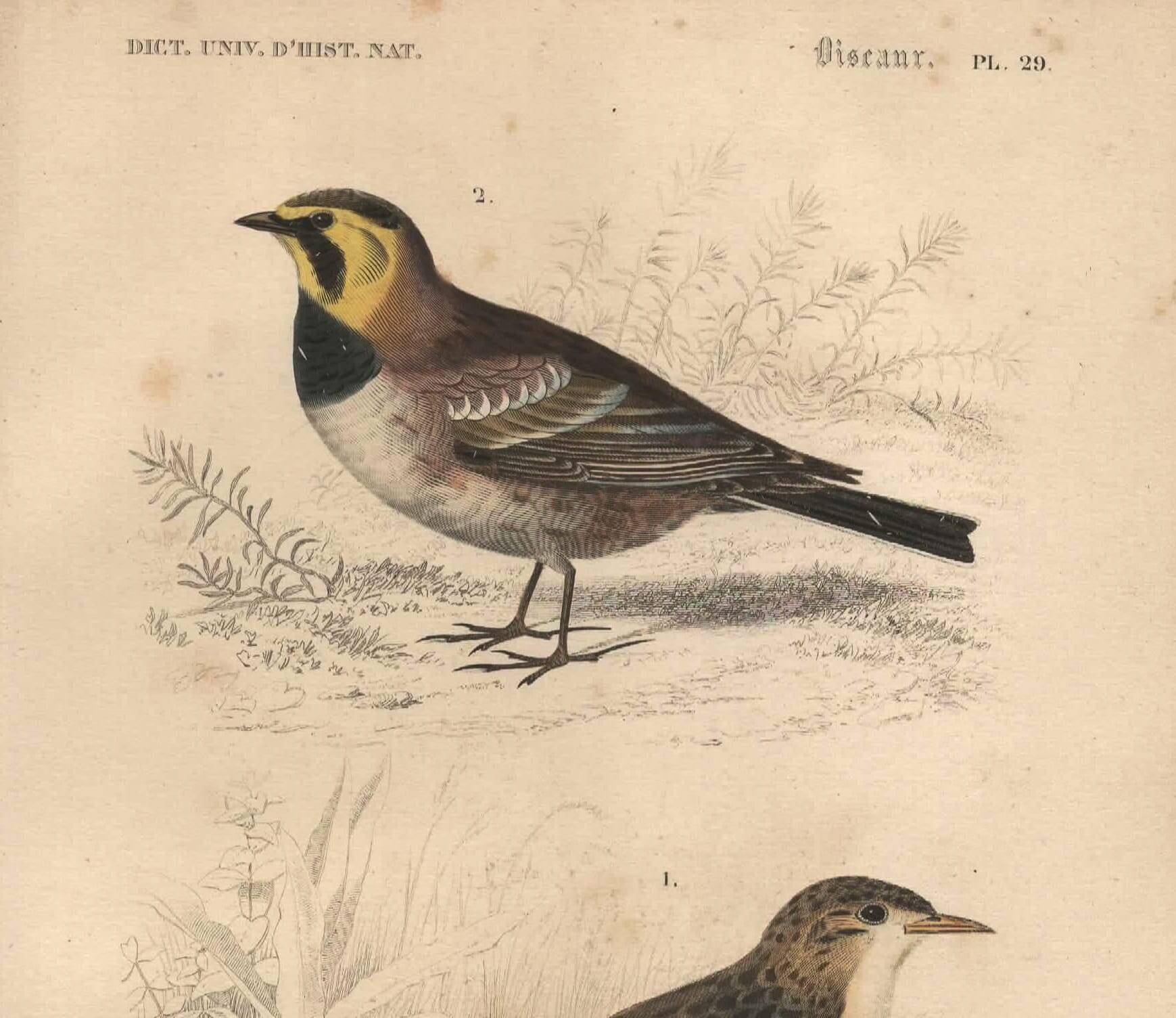 Old engraving from 1849 - Blackbird by E. Travies - bird plate