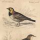 Old engraving from 1849 - Blackbird by E. Travies - bird plate