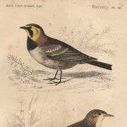 Old engraving from 1849 - Blackbird by E. Travies - bird plate