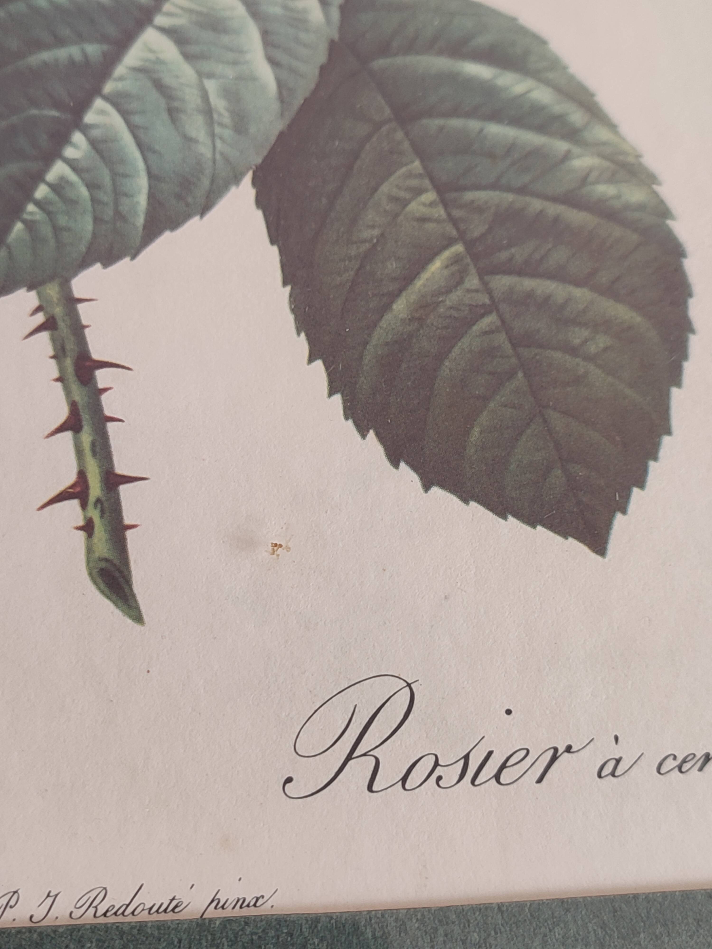 Dreaded Botanical Board