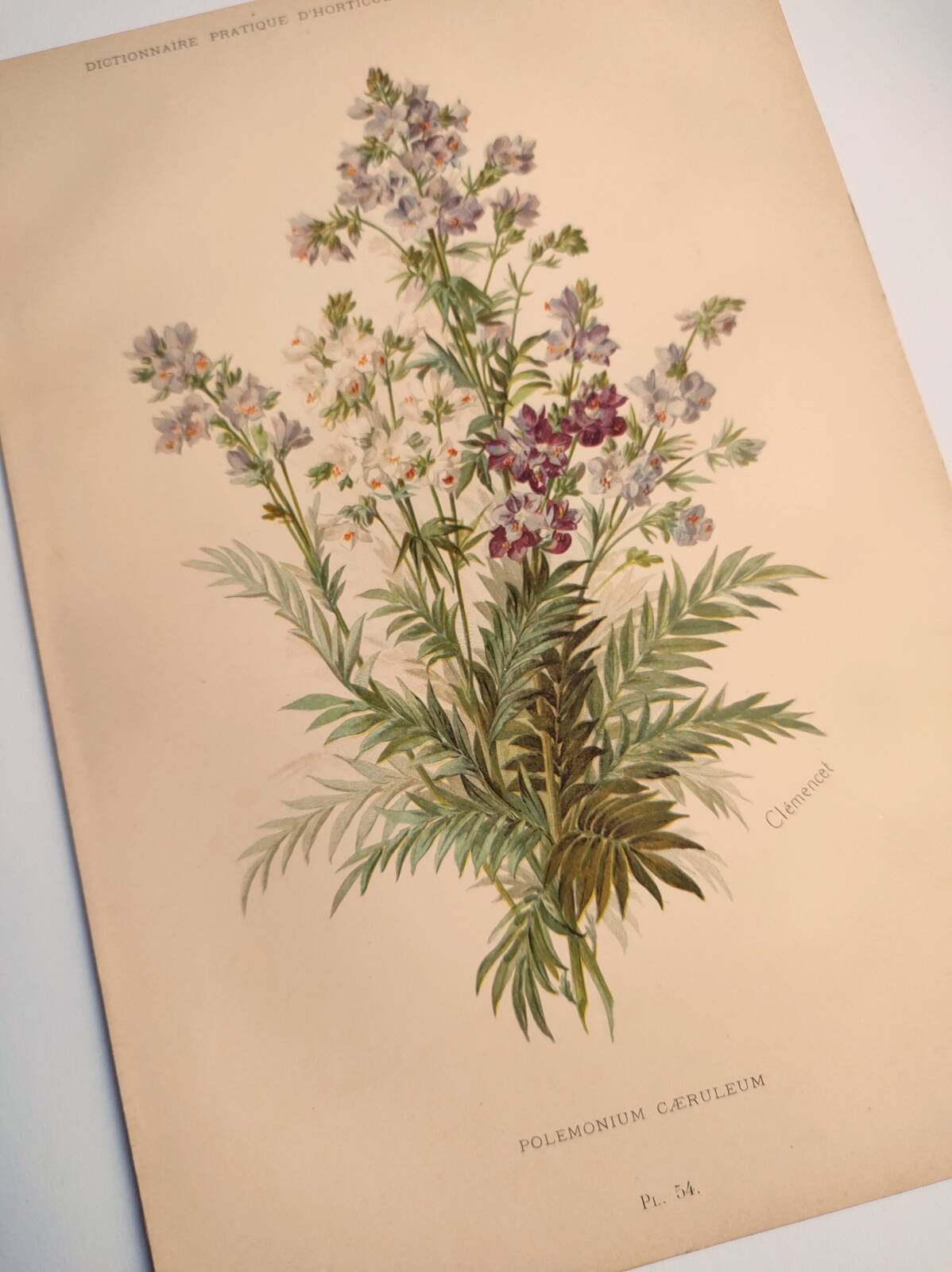 Planche botanique de 1897 - Polémoine Bleue - Gravure originale de fleur de Clemencet