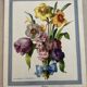 Illustration florale ancienne.