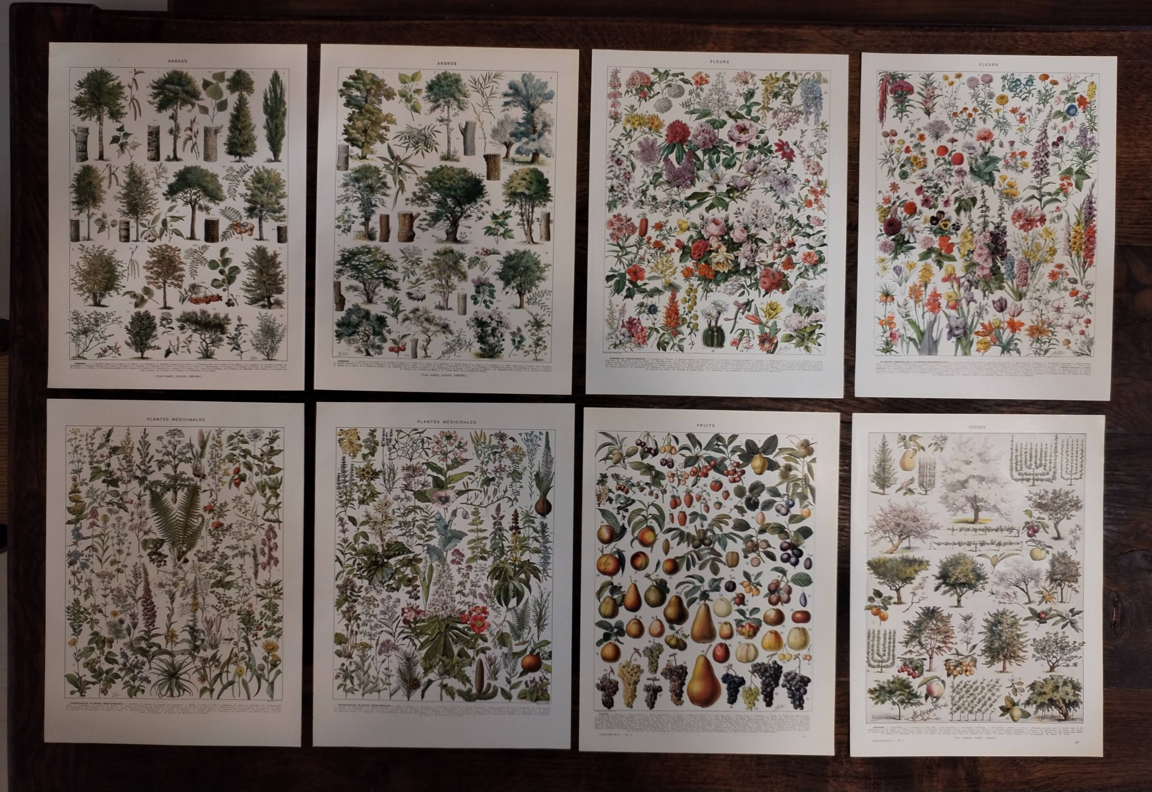 Lot of lithographs on flowers, trees, medicinal plants, fruits and the orchard