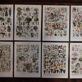 Lot of lithographs on flowers, trees, medicinal plants, fruits and the orchard