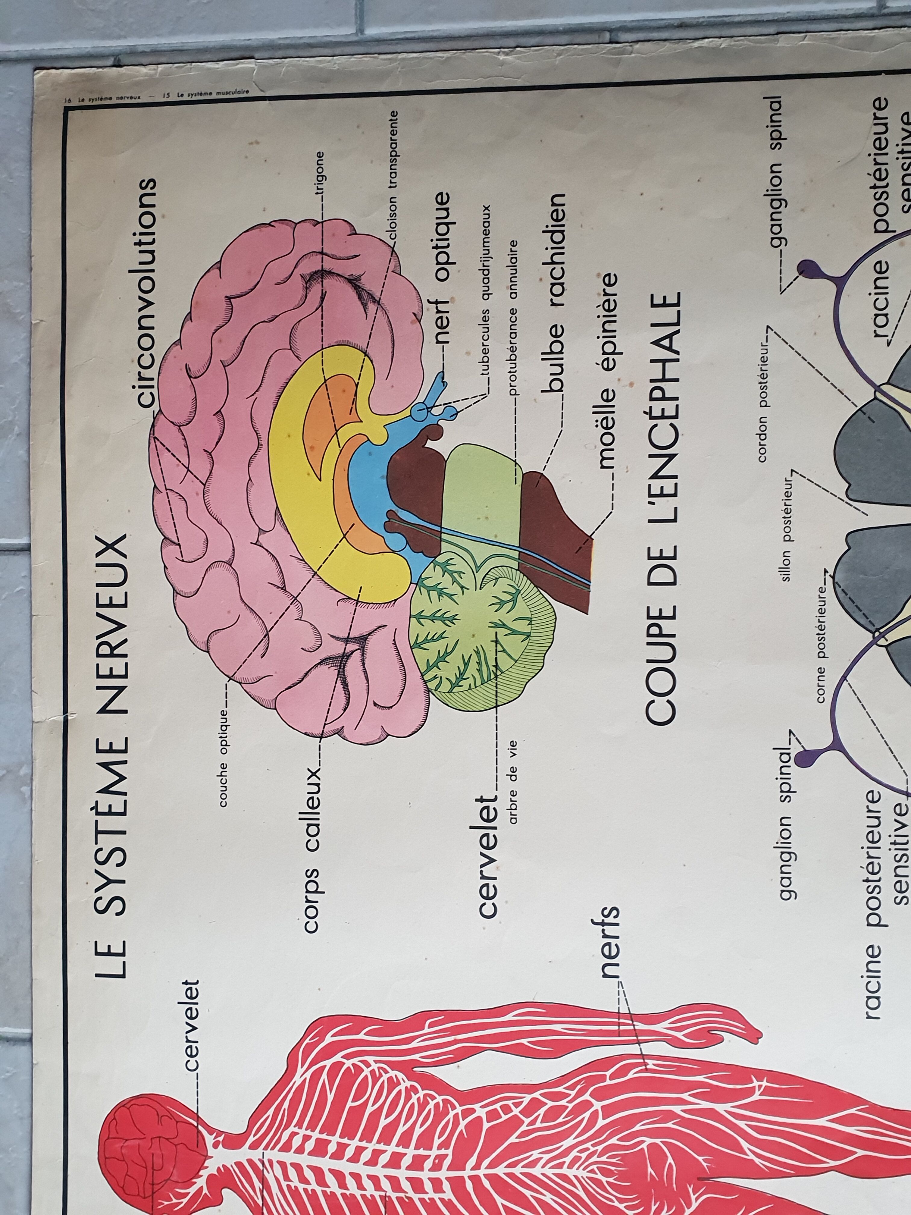 School poster Nightingale No.15 system nervous No.16 System muscle