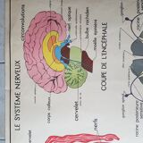 School poster Nightingale No.15 system nervous No.16 System muscle