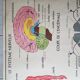 School poster Nightingale No.15 system nervous No.16 System muscle