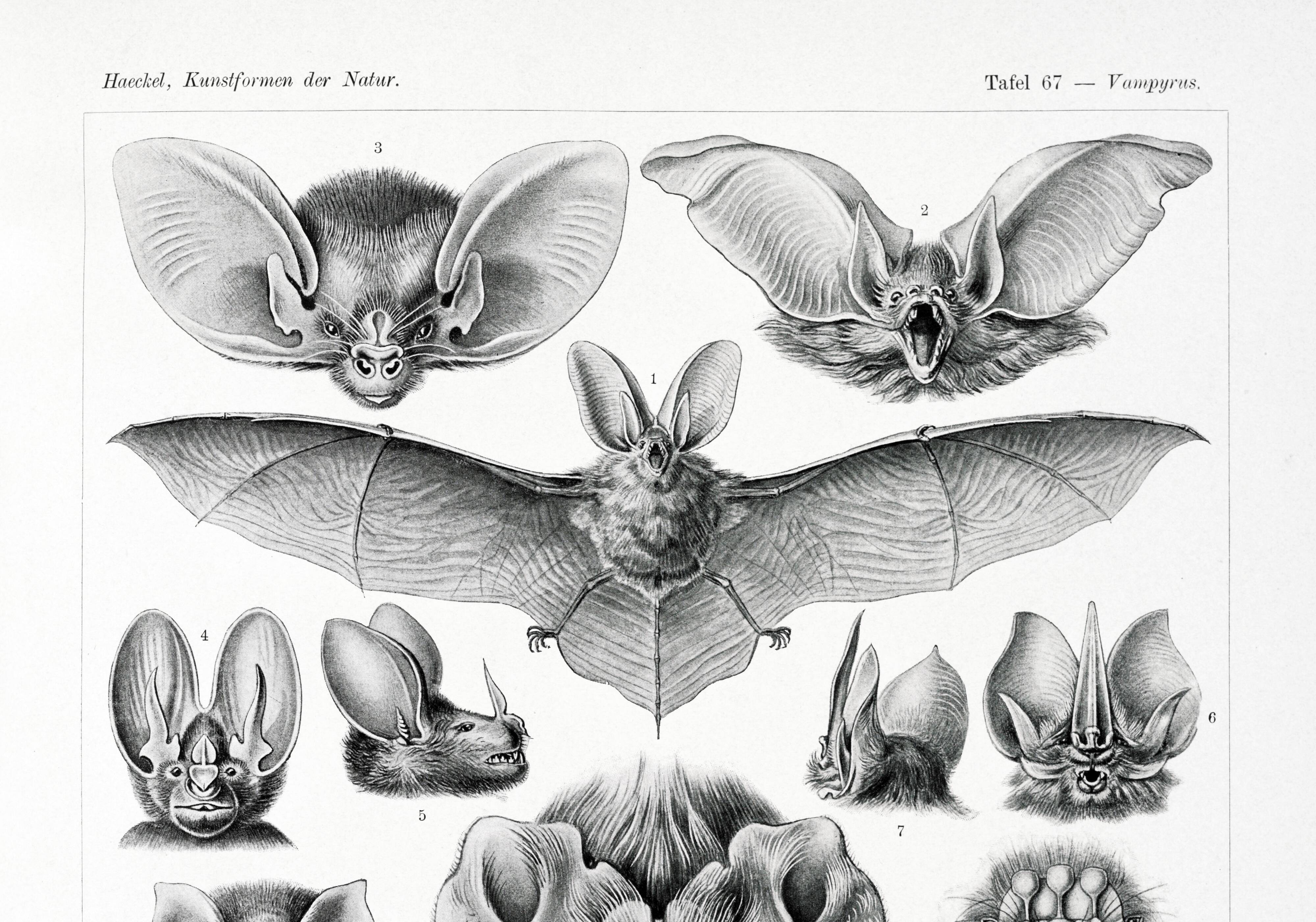 Poster about “bats”, based on an old lithograph from 1904