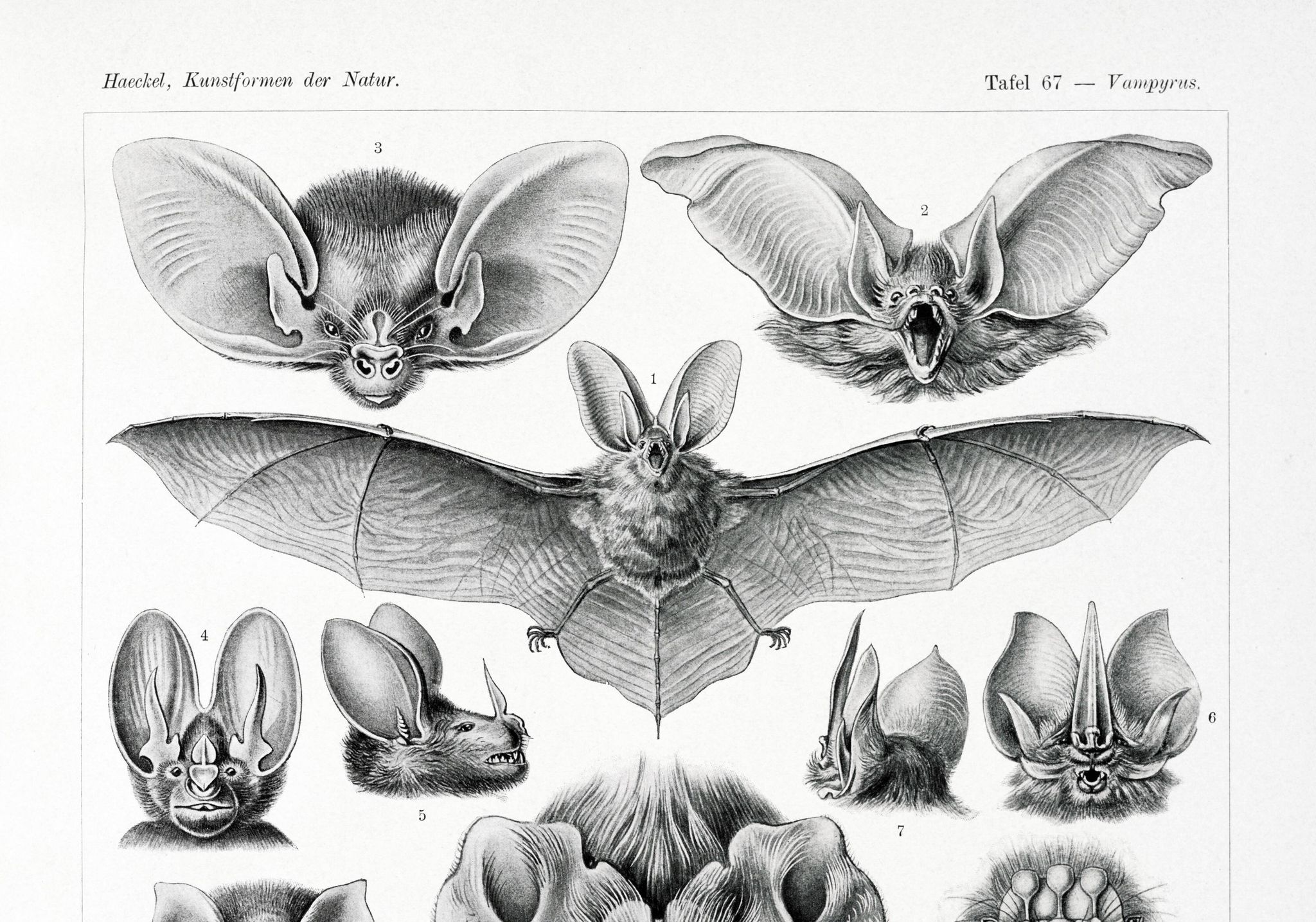 Affiche sur “les chauves-souris”, d’après une lithographie ancienne de 1904
