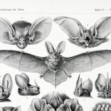 Poster about “bats”, based on an old lithograph from 1904