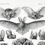 Affiche sur “les chauves-souris”, d’après une lithographie ancienne de 1904