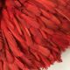 Jujuhat rouge 70 cm
