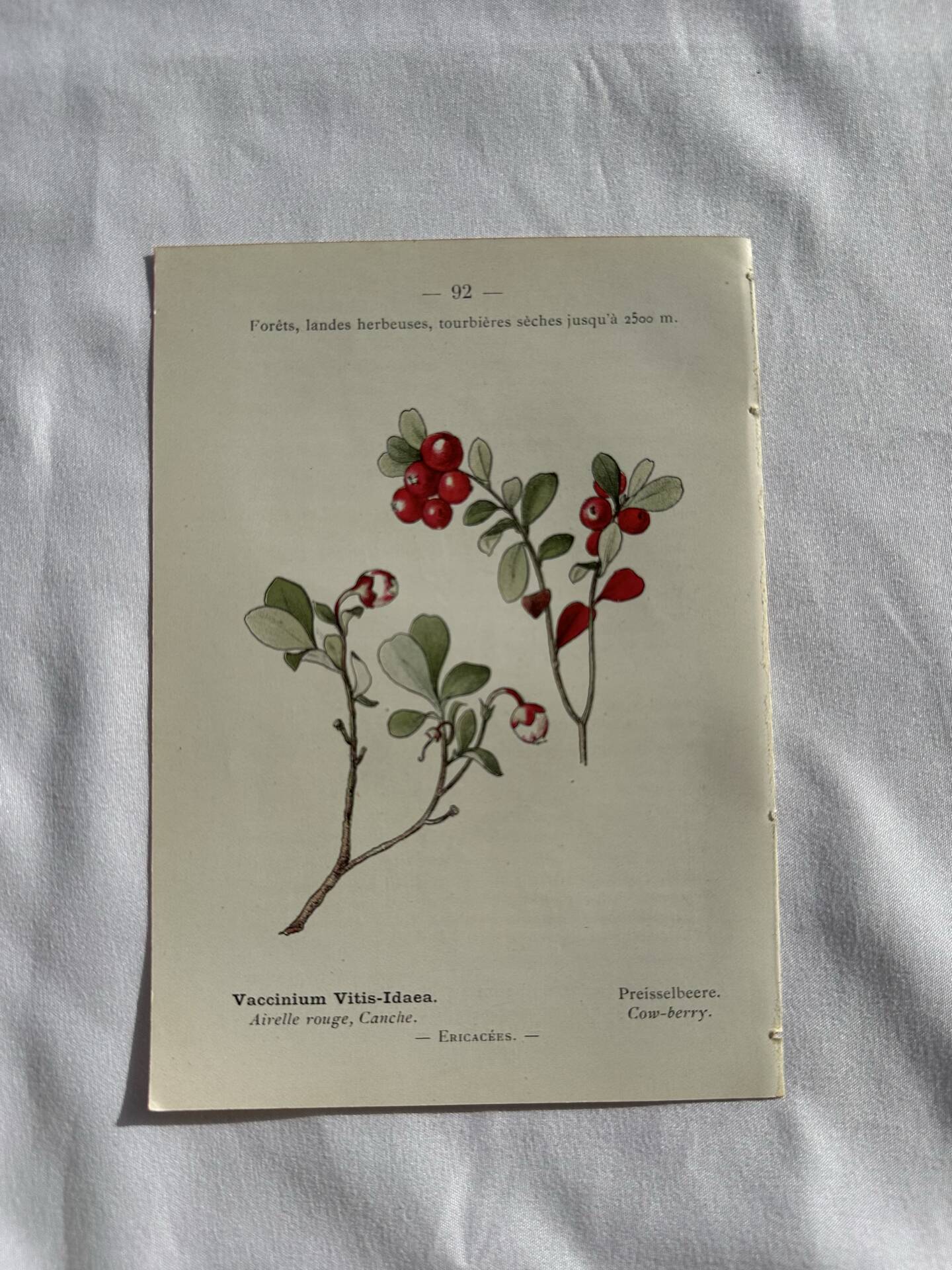 Naturalist Plate – 19th Century Botanical Engraving, Double-Sided