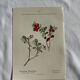 Naturalist Plate – 19th Century Botanical Engraving, Double-Sided