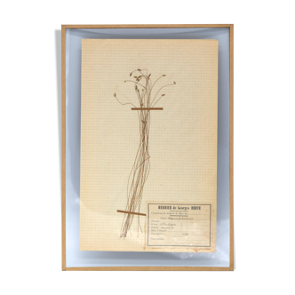 George Bert Herbarium