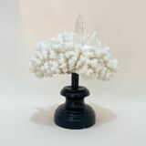 Corail blanc naturel ancien et cristal sur socle en bois napoléon iii xixe cabinet de curiosités