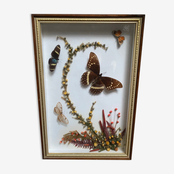 Cadre naturaliste taxidermie papillons fleurs séchées vintage