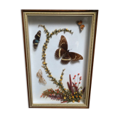 Cadre naturaliste taxidermie papillons fleurs séchées vintage