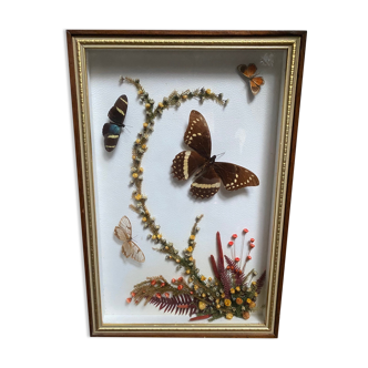 Naturalistic frame taxidermy butterflies vintage dried flowers