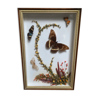 Cadre naturaliste taxidermie papillons fleurs séchées vintage