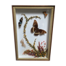 Naturalistic frame taxidermy butterflies vintage dried flowers