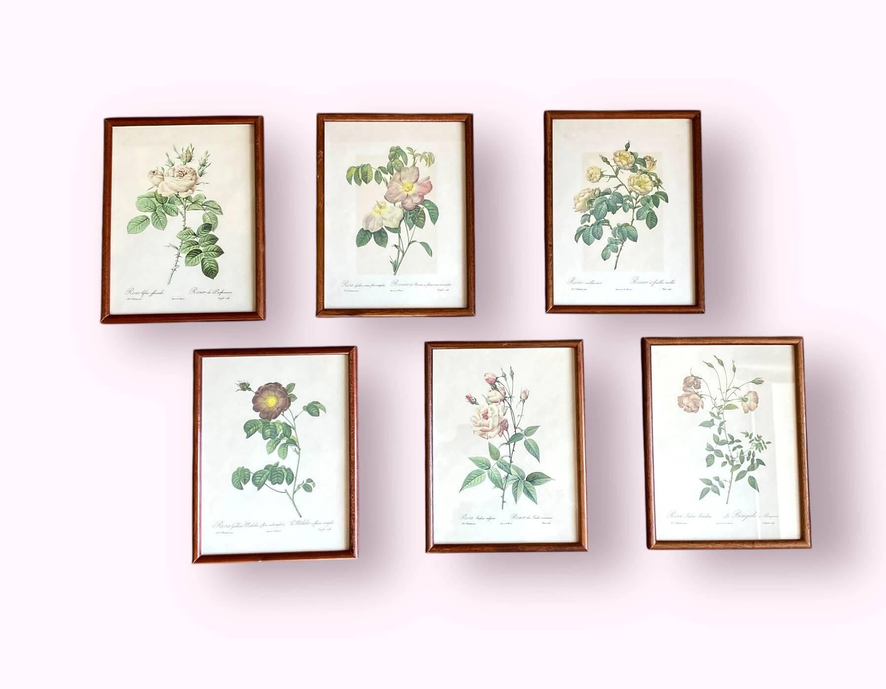 Composition of 6 botanical plates of roses / rose bushes by Joseph Redouté