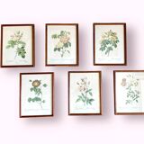 Composition of 6 botanical plates of roses / rose bushes by Joseph Redouté