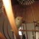 Suspension cage avec oiseaux