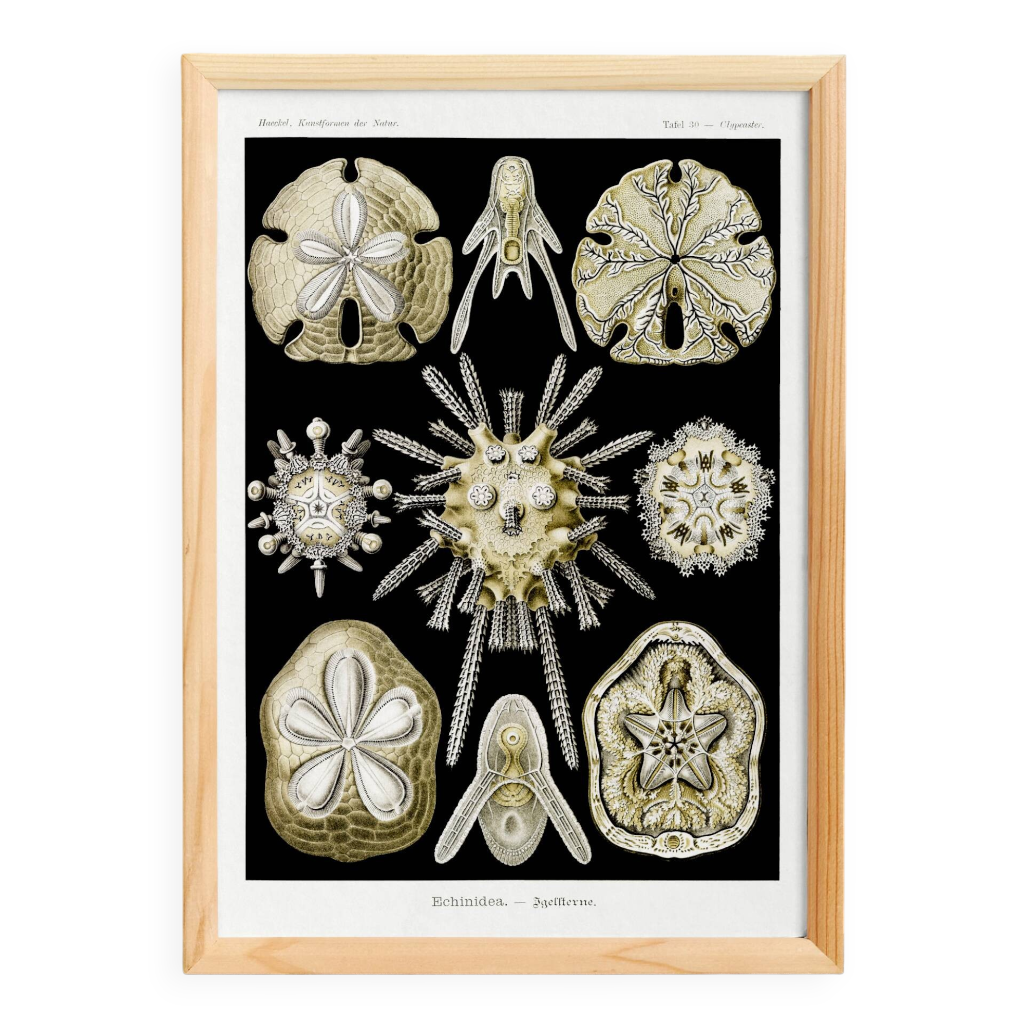 Poster about sea urchins, based on an old lithograph from 1904.