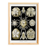Poster about sea urchins, based on an old lithograph from 1904.