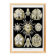 Poster about sea urchins, based on an old lithograph from 1904.