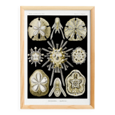Poster about sea urchins, based on an old lithograph from 1904.