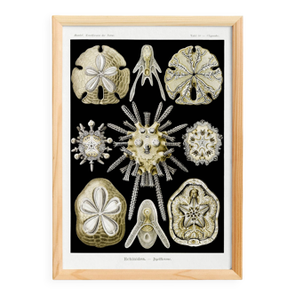 Poster about sea urchins, based on an old lithograph from 1904.
