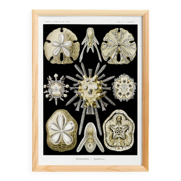 Poster about sea urchins, based on an old lithograph from 1904.