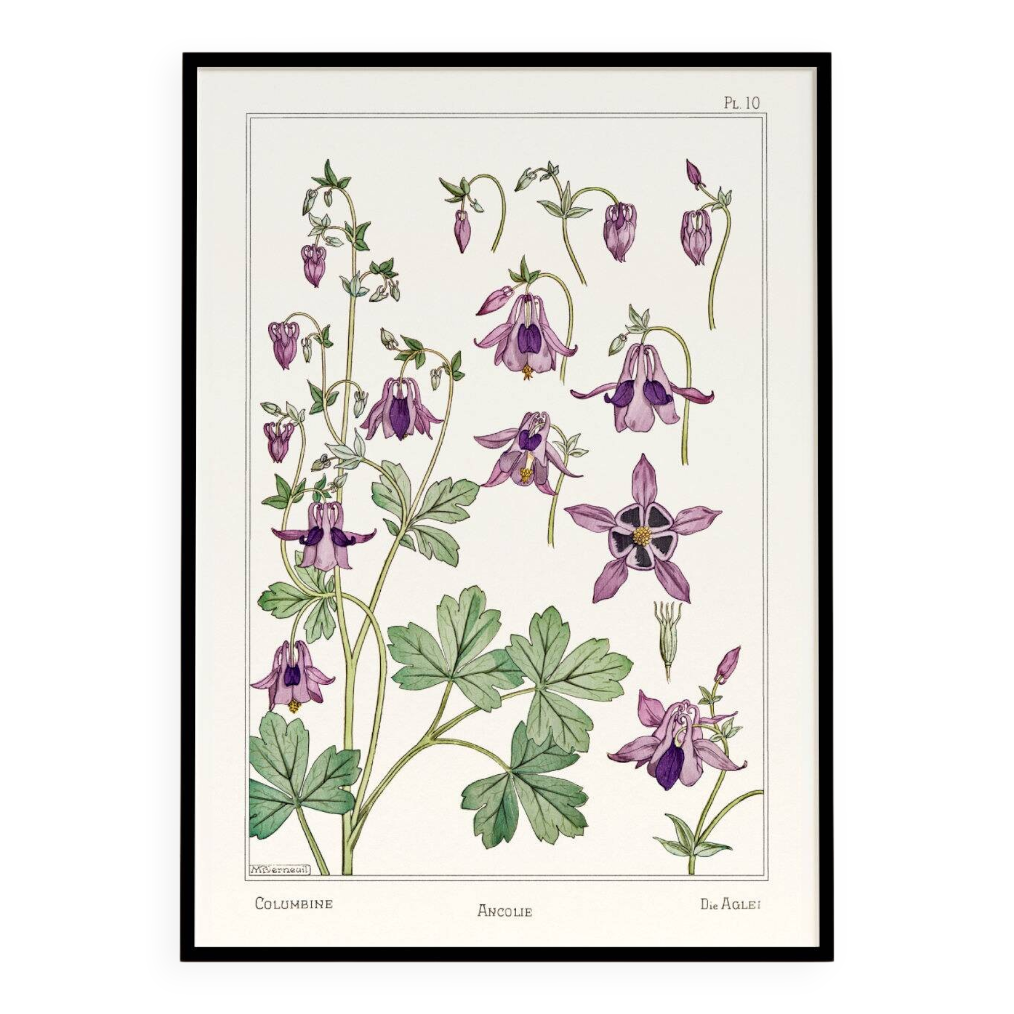 Affiche “Ancolie – Columbine”, d’après une lithographie art nouveau de 1897