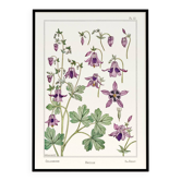 Poster "Ancolie – Columbine", based on an Art Nouveau lithograph from 1897.