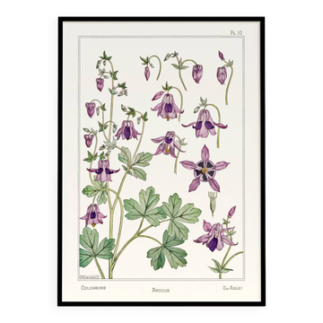 Affiche “Ancolie – Columbine”, d’après une lithographie art nouveau de 1897