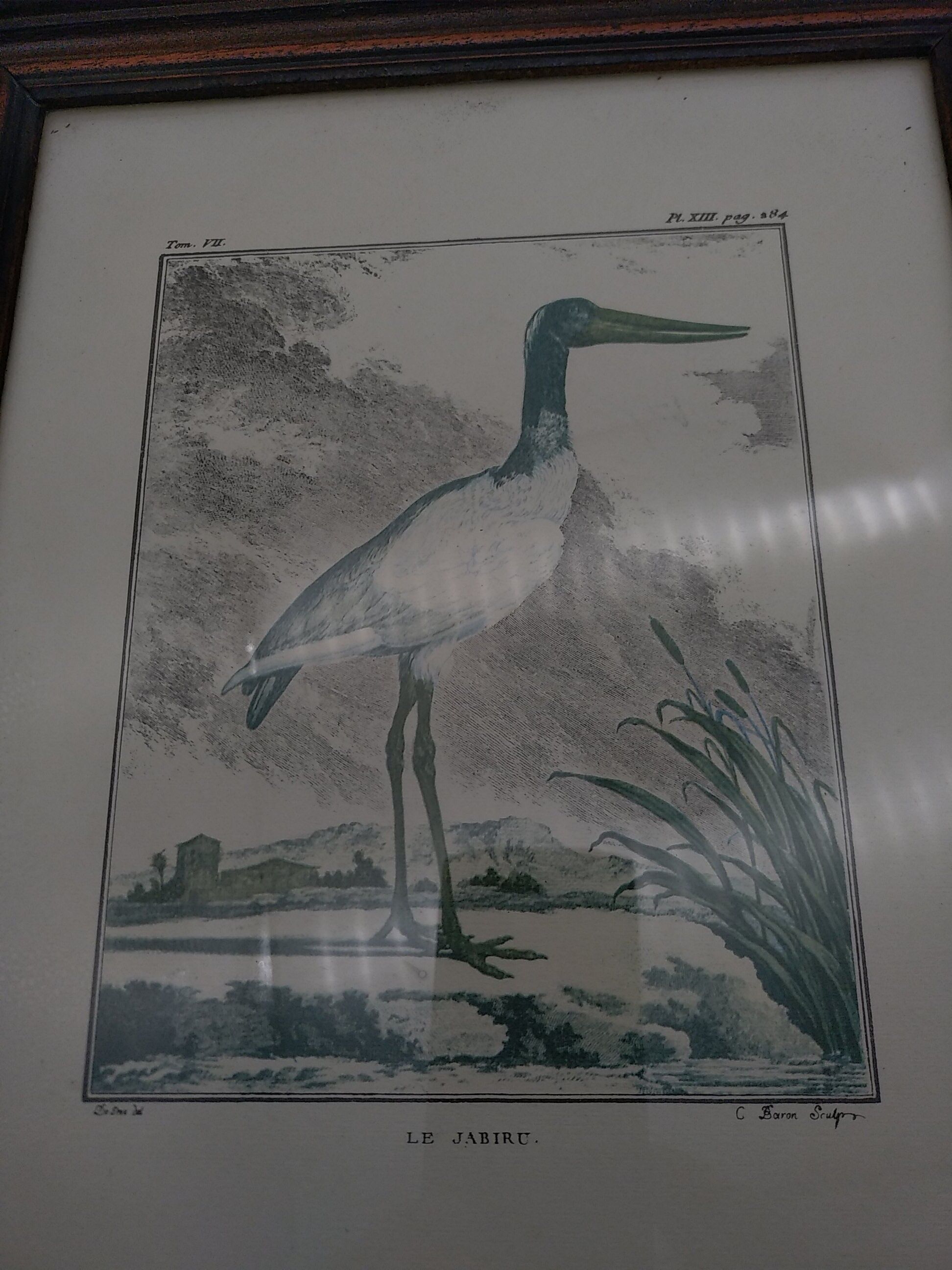 2 planches encadrés, la caille et le jabiru, buffon