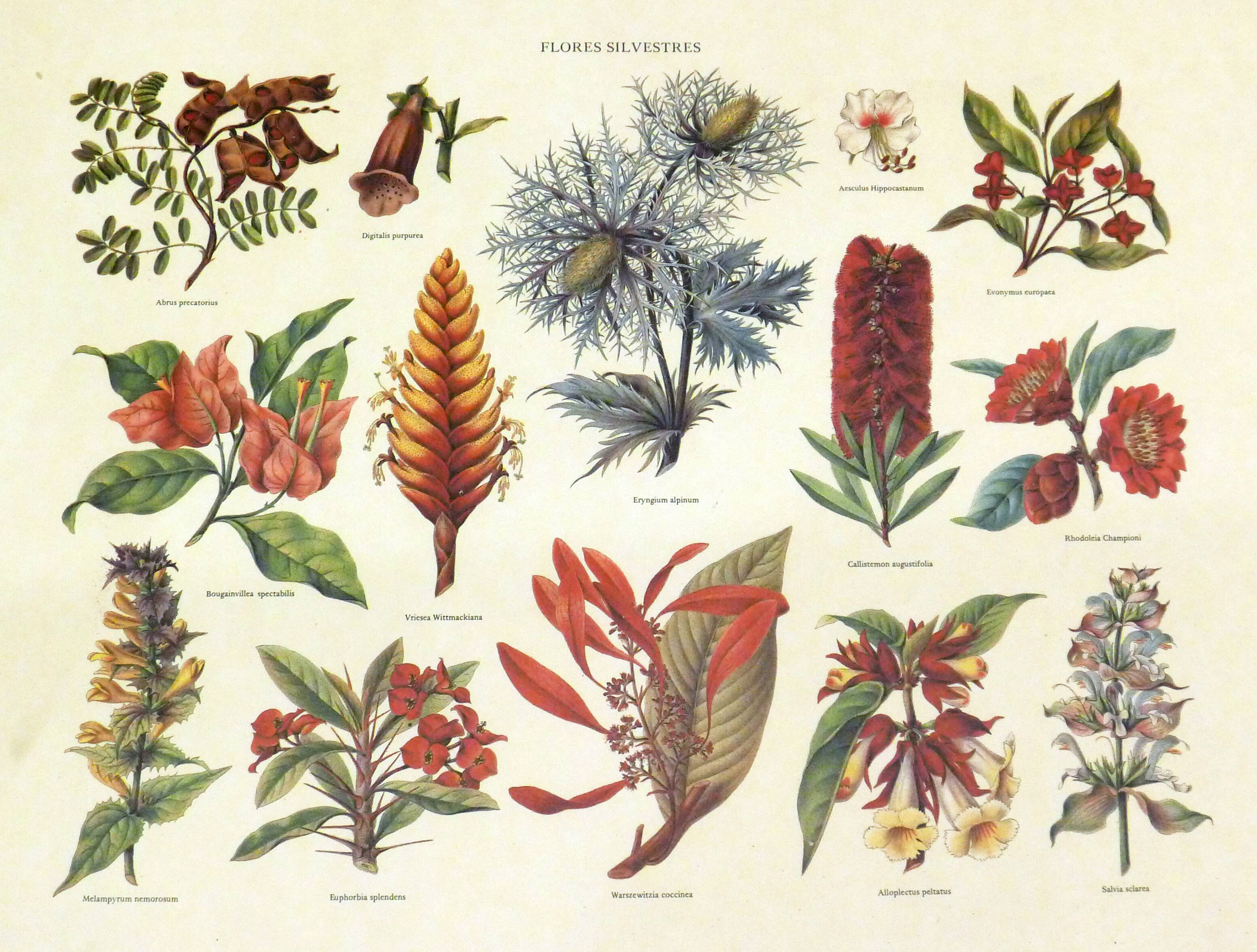 Framed Wildflower Botanical Plate