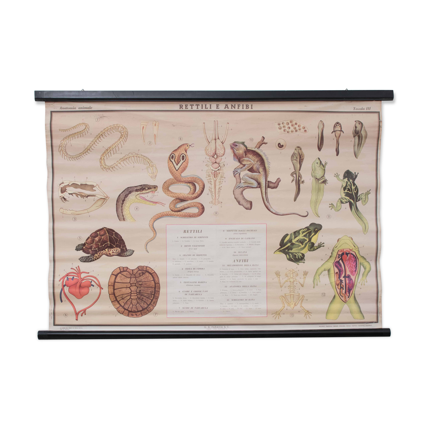 Vintage educational chart