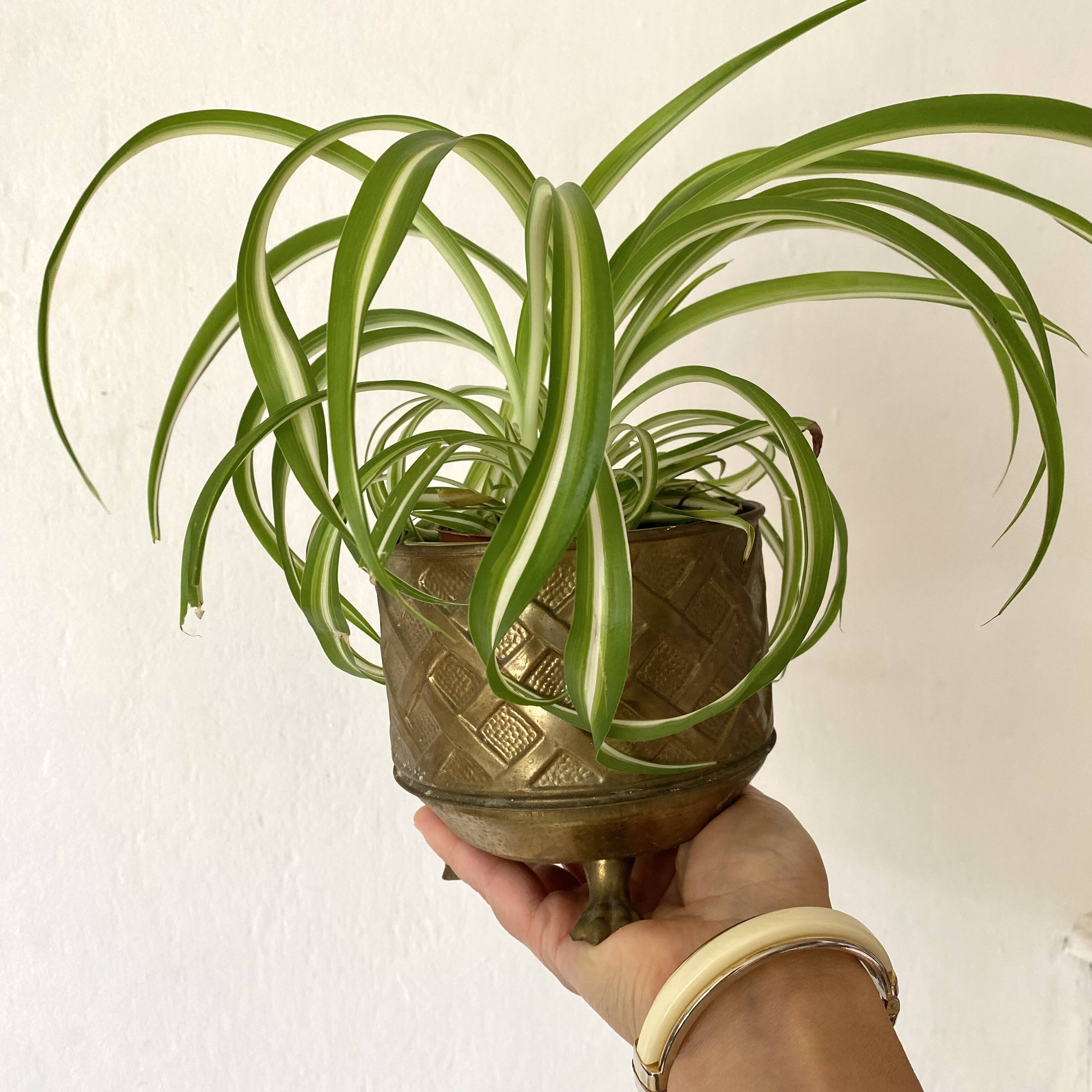 Lombard brass plant pot, Made in England